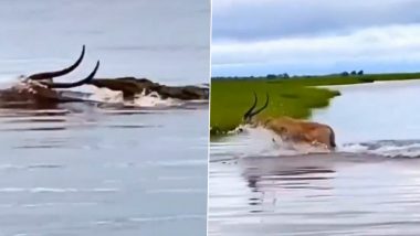 Crocodile Chasing Deer Video: मगरीपासून वाचण्यासाठी हरणांनी चपळाईने पार केली नदी, पाहा व्हिडिओ